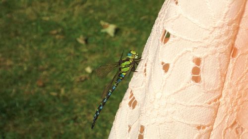 Close-up of insect