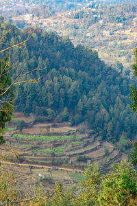 High angle view of trees growing in farm