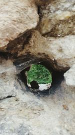 Close-up of plant growing on rock