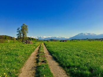 Scenic view of field against clear blue sky
