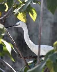 View of a bird perching on branch