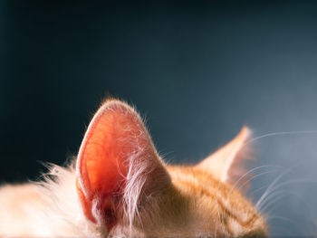Close-up of cat