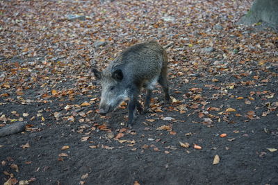 High angle view of  wild boar  on autumn field