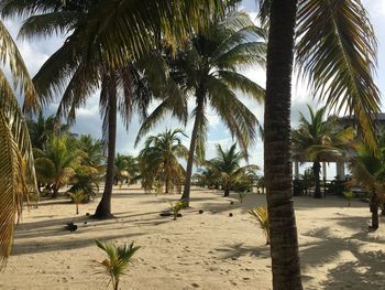 Palm trees on beach against sky