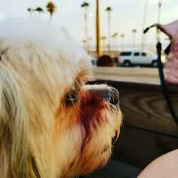 Close-up of dog sitting in car