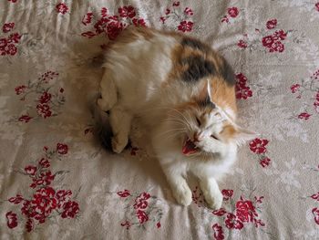 High angle view of cat resting on bed