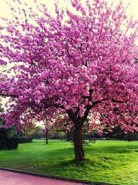 Pink flowers blooming on tree