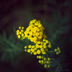 Close-up of yellow flowering plant