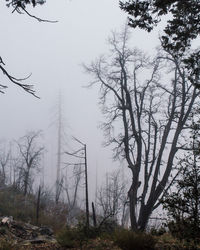 Bare trees in forest