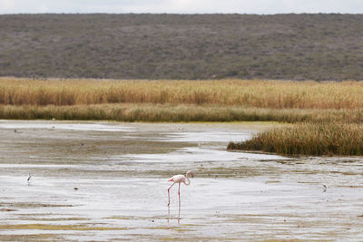 A lonely flamingo walking in the water