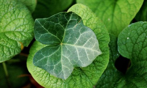 High angle view of green leaves