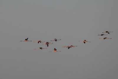 Low angle view of birds flying in sky at sunset