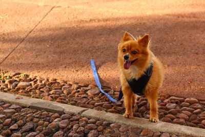 Portrait of dog on footpath