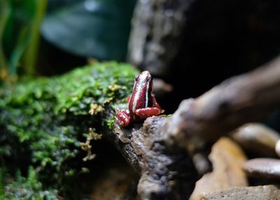 Close up of red frog standing in terrarium. selective focus