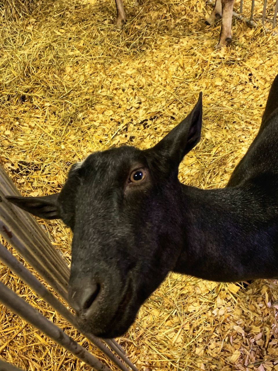 HIGH ANGLE VIEW OF A HORSE