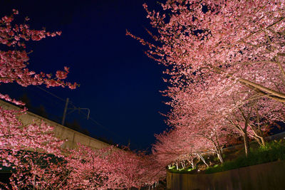 Low angle view of pink flowering tree against sky at night