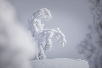 Close-up of snow covered against sky