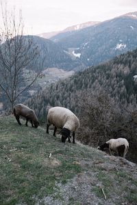 Sheep grazing on field against sky