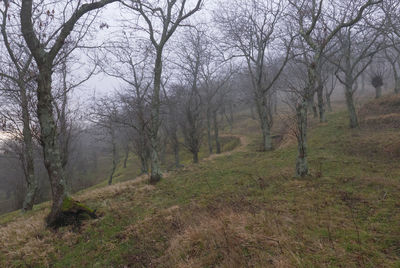 Trees in forest