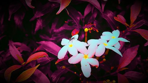 Close-up of flowers