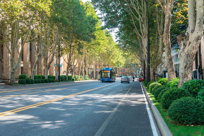 Road amidst trees