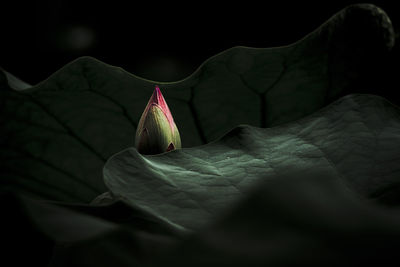 Close-up of lotus on plant against black background