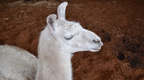 Close-up of white sheep