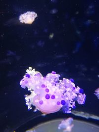 Close-up of jellyfish swimming in sea