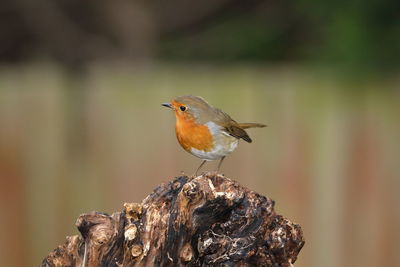 Close-up of bird perching on wood