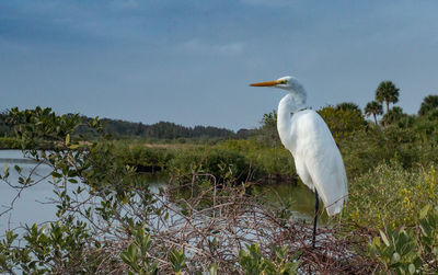 View of a bird against the sky