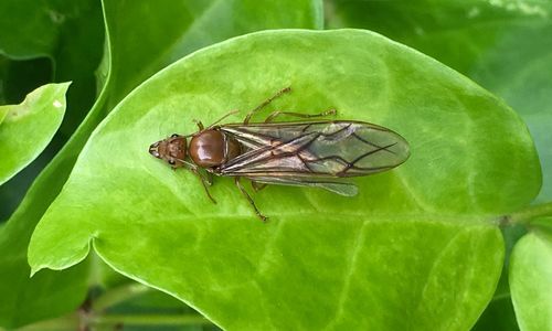 Close-up of insect on plant