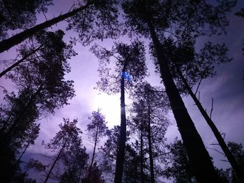 Low angle view of silhouette trees in forest against sky