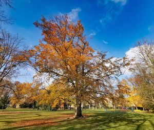 Trees on field against sky during autumn