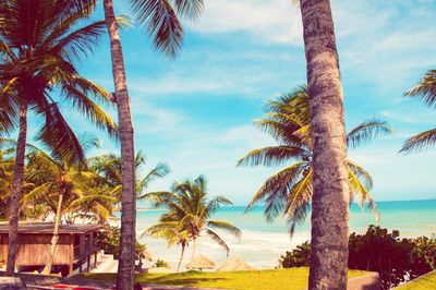 Palm trees on beach