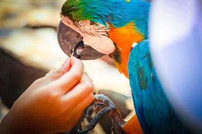 Midsection of person eating bird