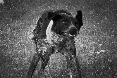 Close-up of dog shaking off water