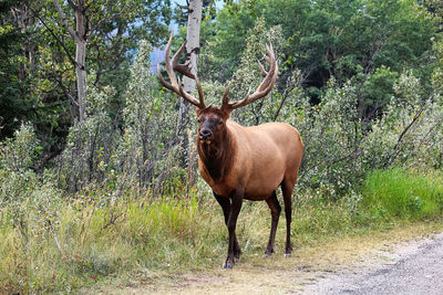 A majestic bull elk shows off his antlers.