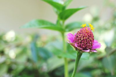 Close-up of pink flowering plant