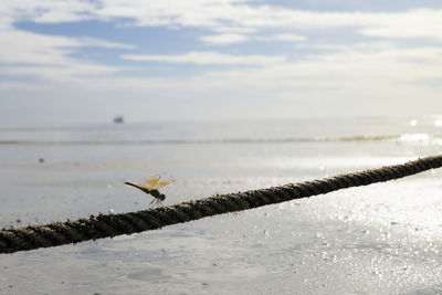 Bird flying over sea against sky