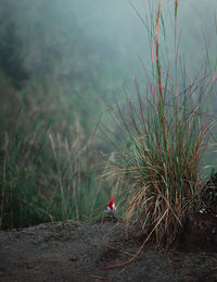 Bird by grass on field