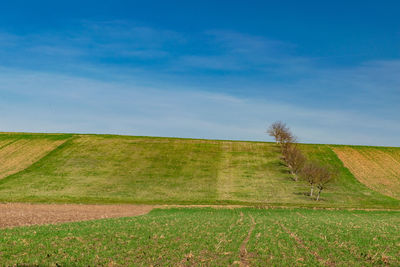 Scenic view of agricultural field against sky