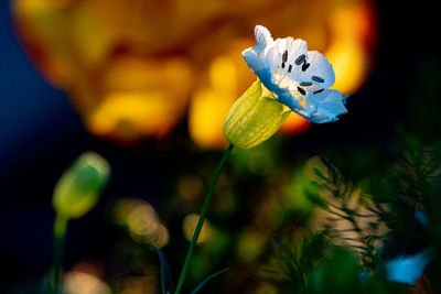 Close-up of purple flowering plant