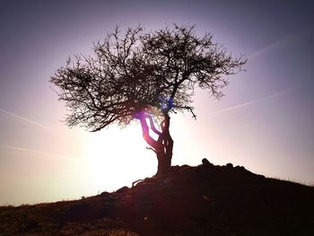 Silhouette tree on field against sky during sunset