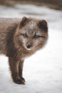 Fox looking away while standing on snowy field