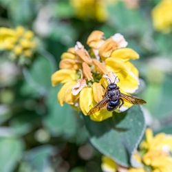 Close-up of bee pollinating on flower