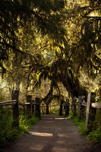 Footpath amidst trees in park
