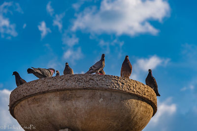 Low angle view of birds perching on rock against sky