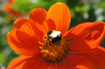 Close-up of bee on orange flower