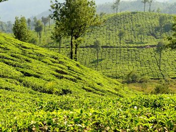 Scenic view of green landscape
