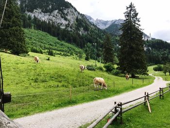 Sheep grazing in a field